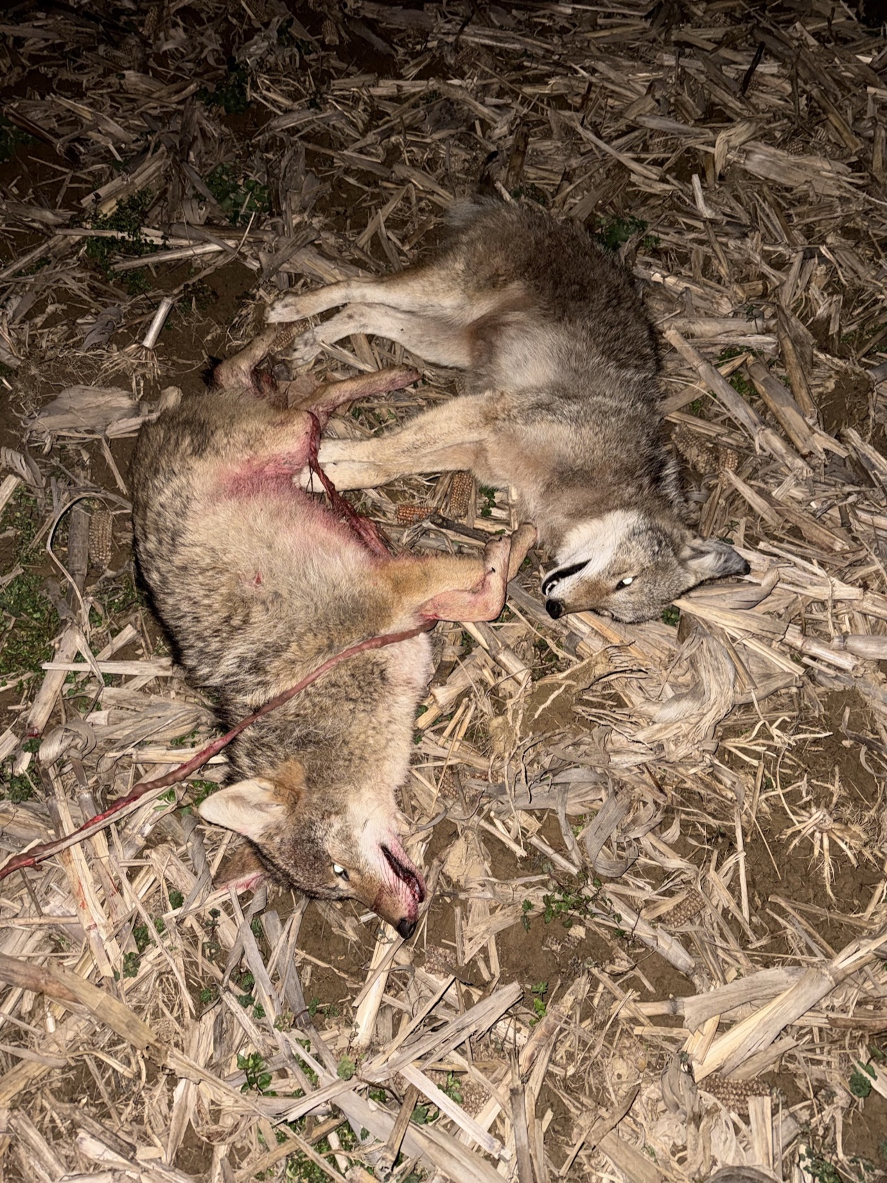 Verified coyote kill logged by Joey Greenwell