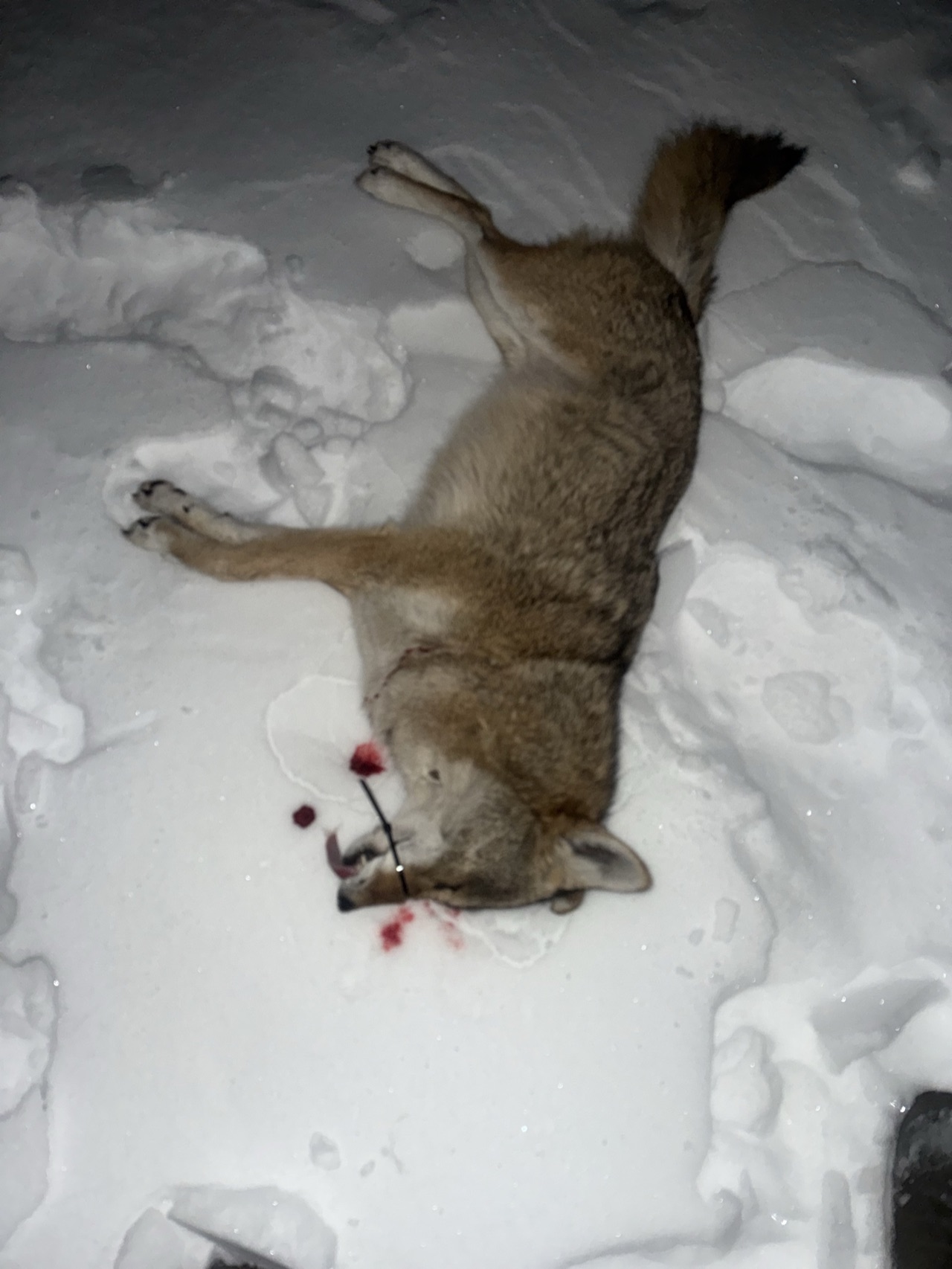 Verified coyote kill logged by Joey Greenwell