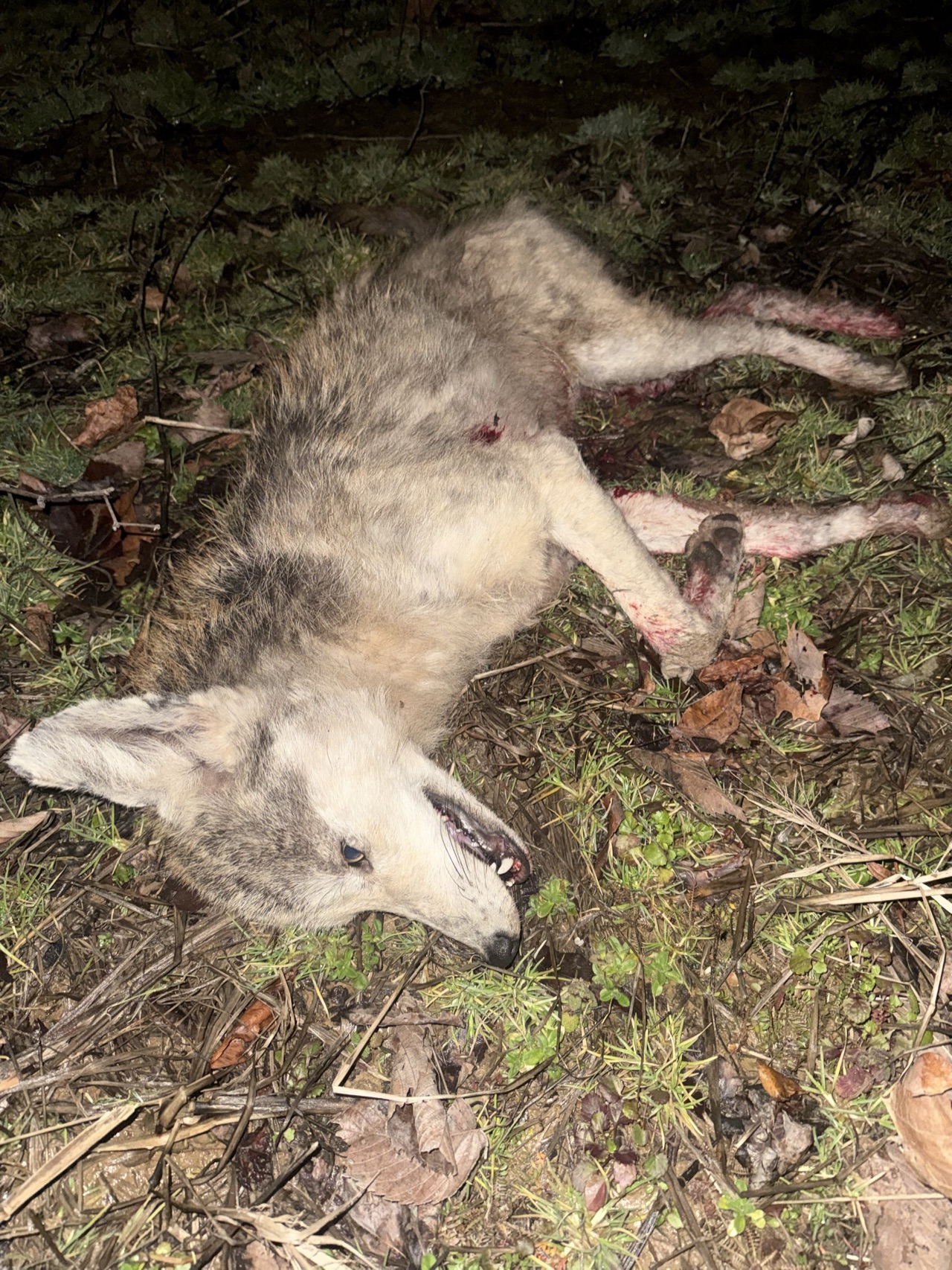 Verified coyote kill logged by Joey Greenwell