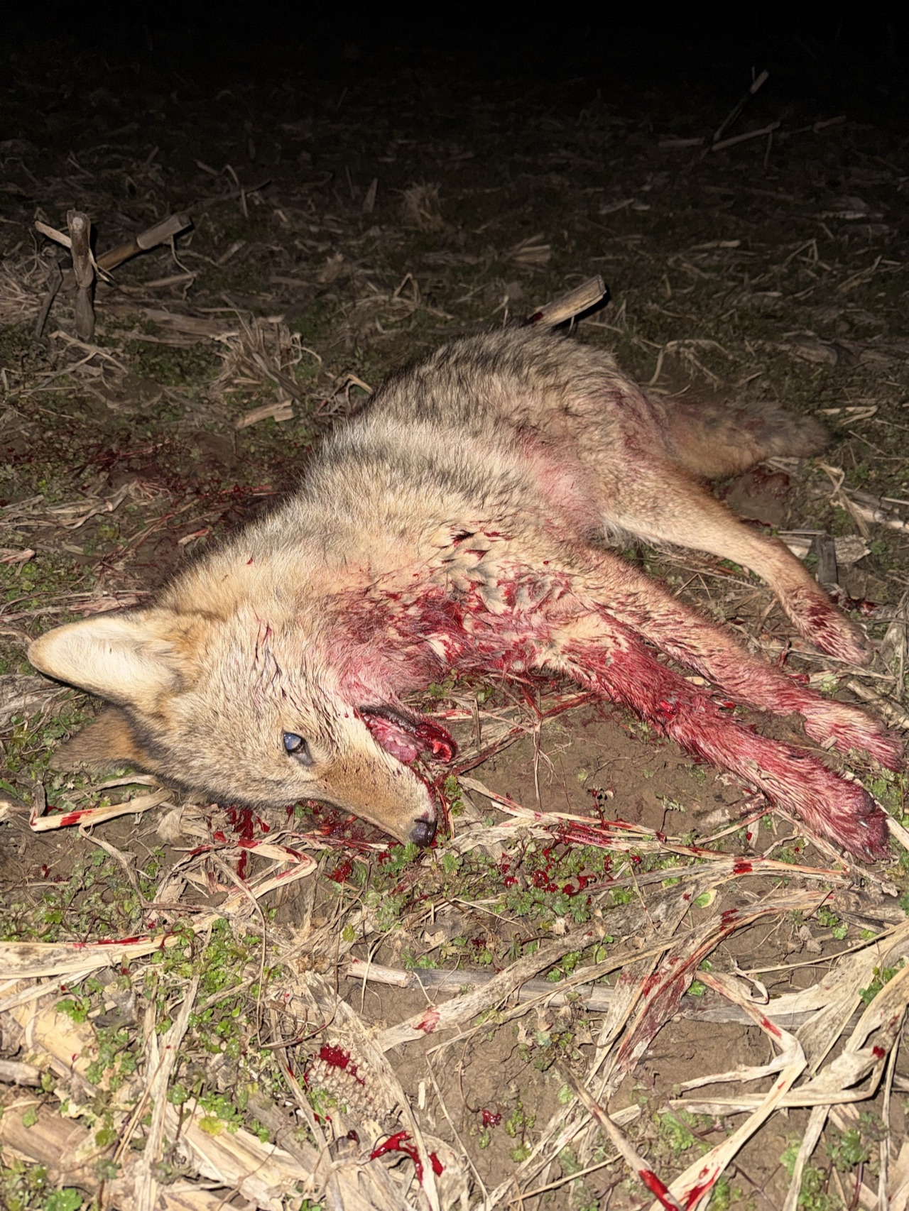 Verified coyote kill logged by Joey Greenwell