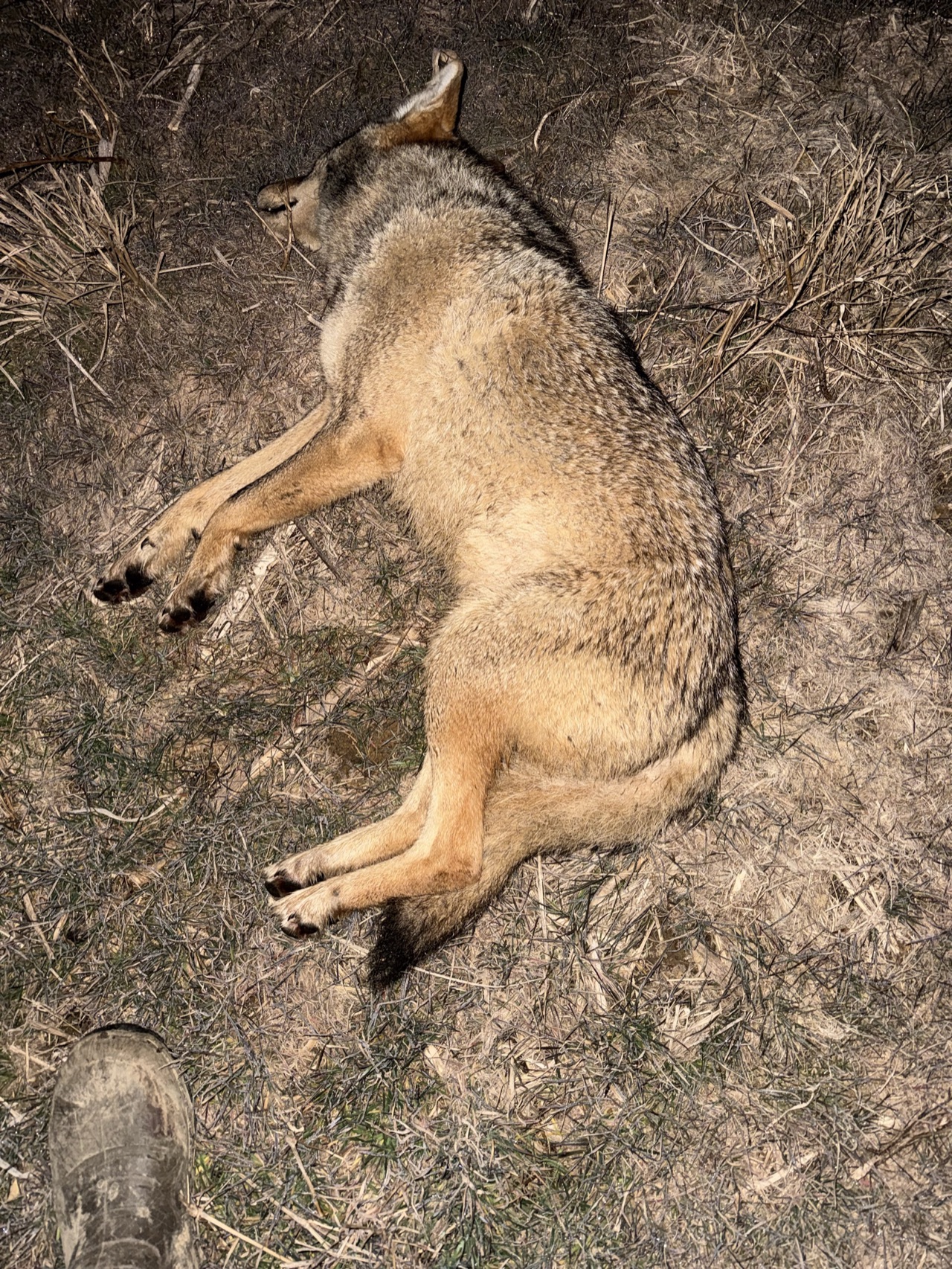 Verified coyote kill logged by Joey Greenwell