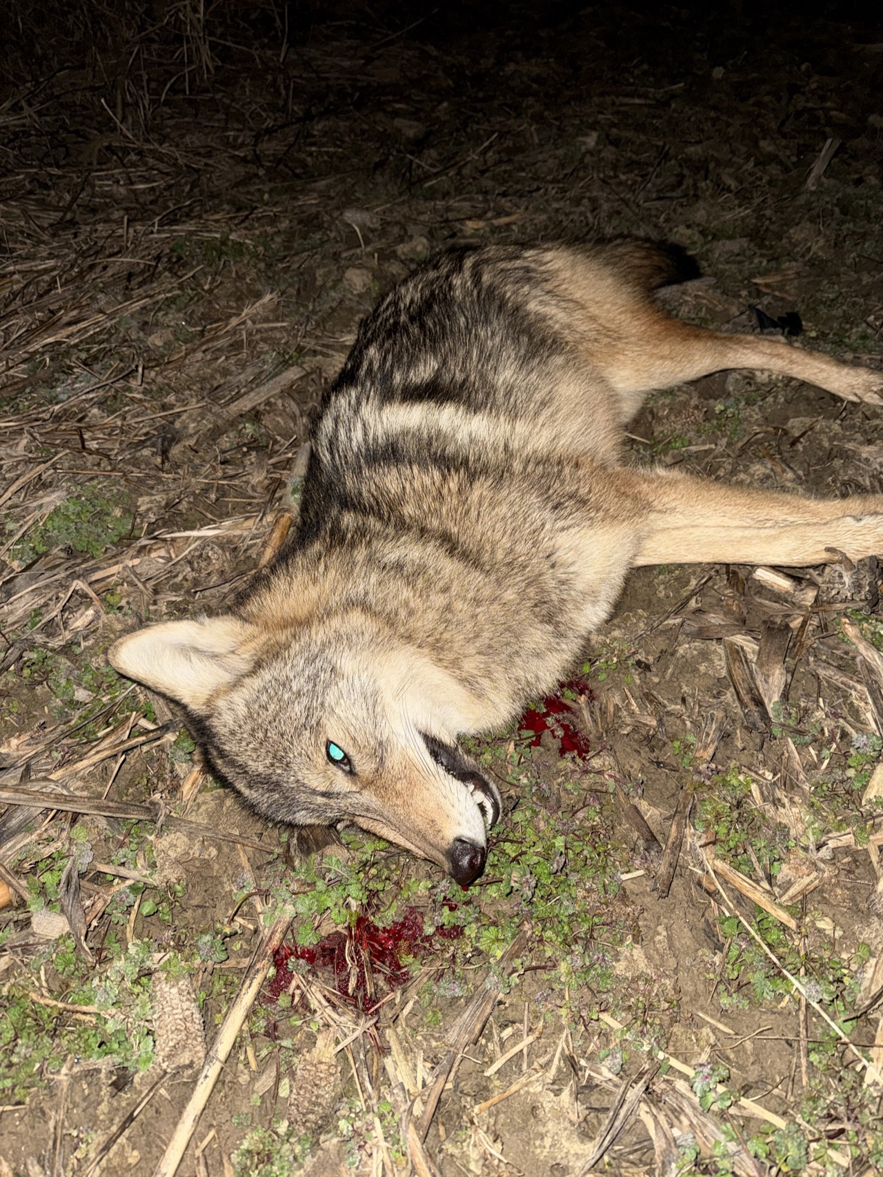 Verified coyote kill logged by Joey Greenwell