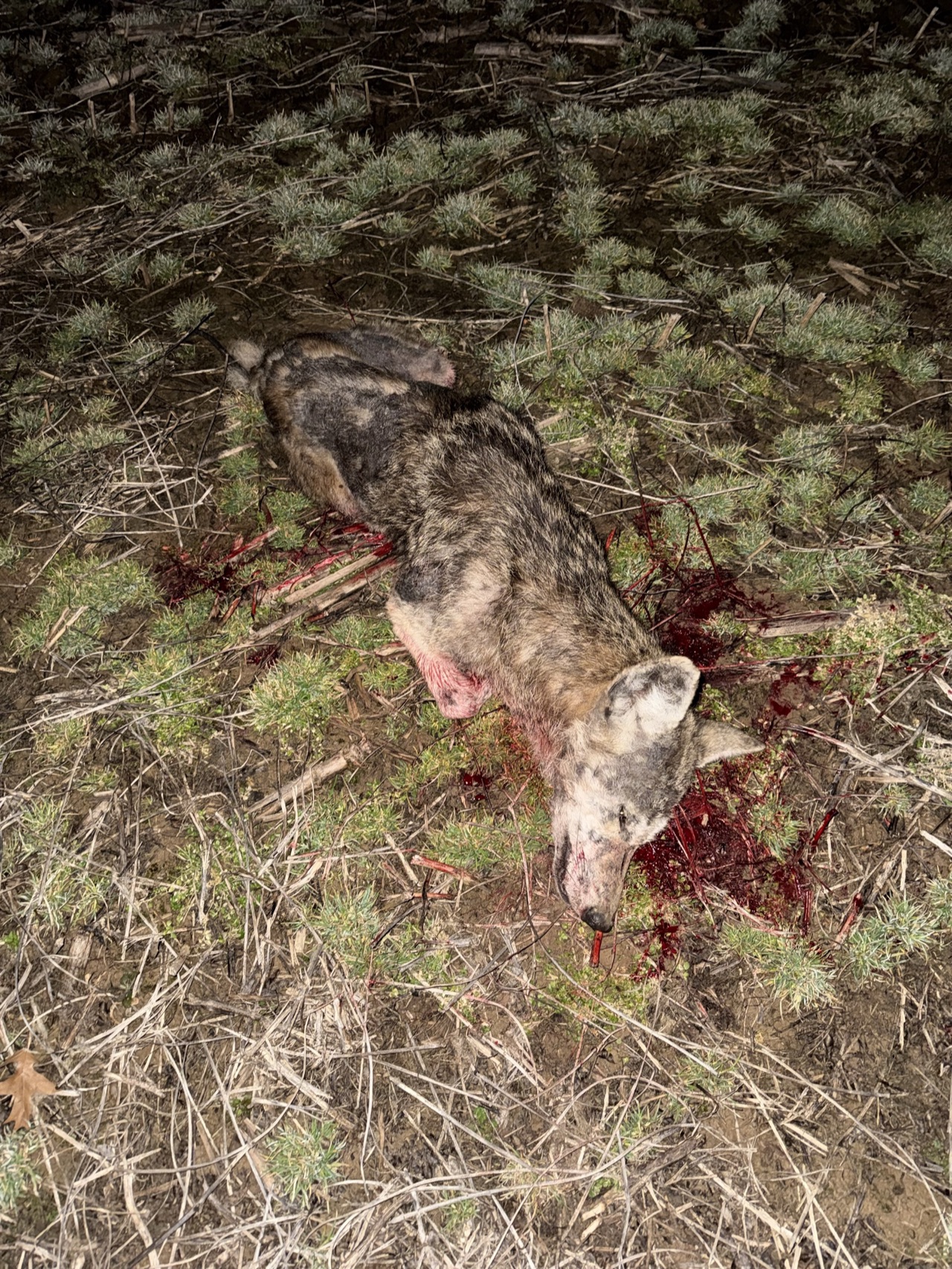 Verified coyote kill logged by Joey Greenwell