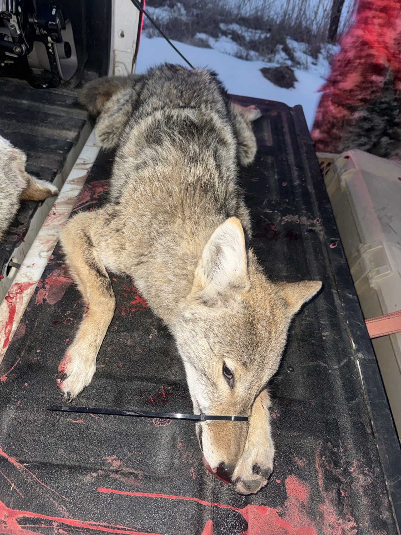 Verified coyote kill logged by Joey Greenwell